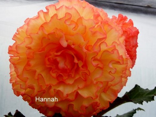 B. ‘Hannah’